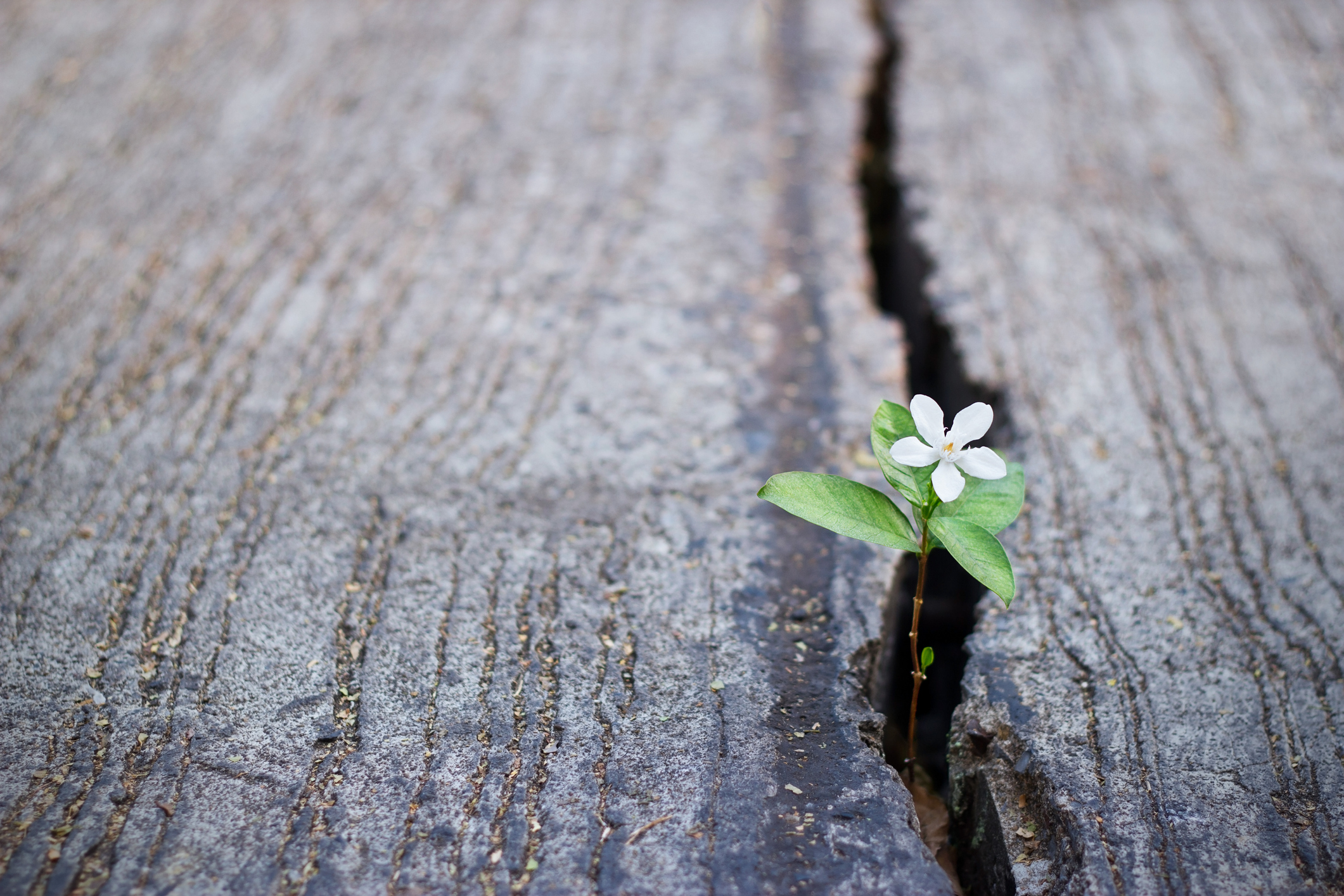 white flower growing on crack street, soft focus